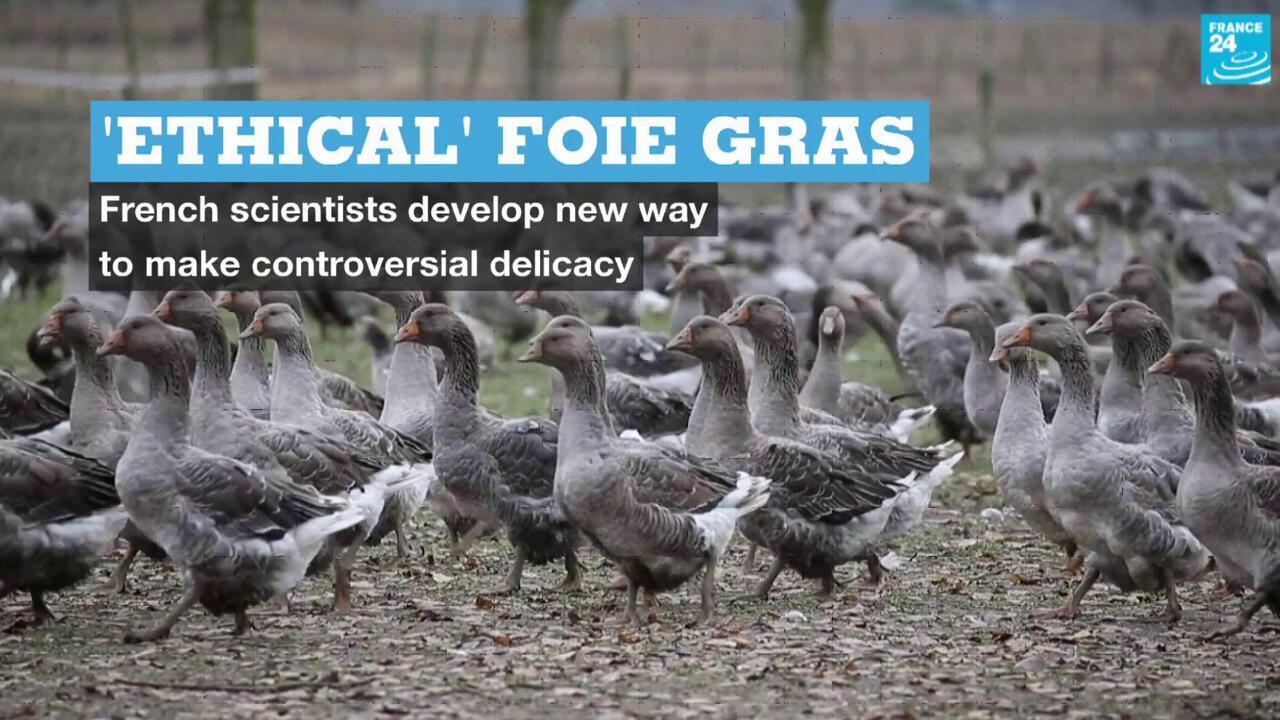 'Ethical' foie gras French scientists develop new way to make
